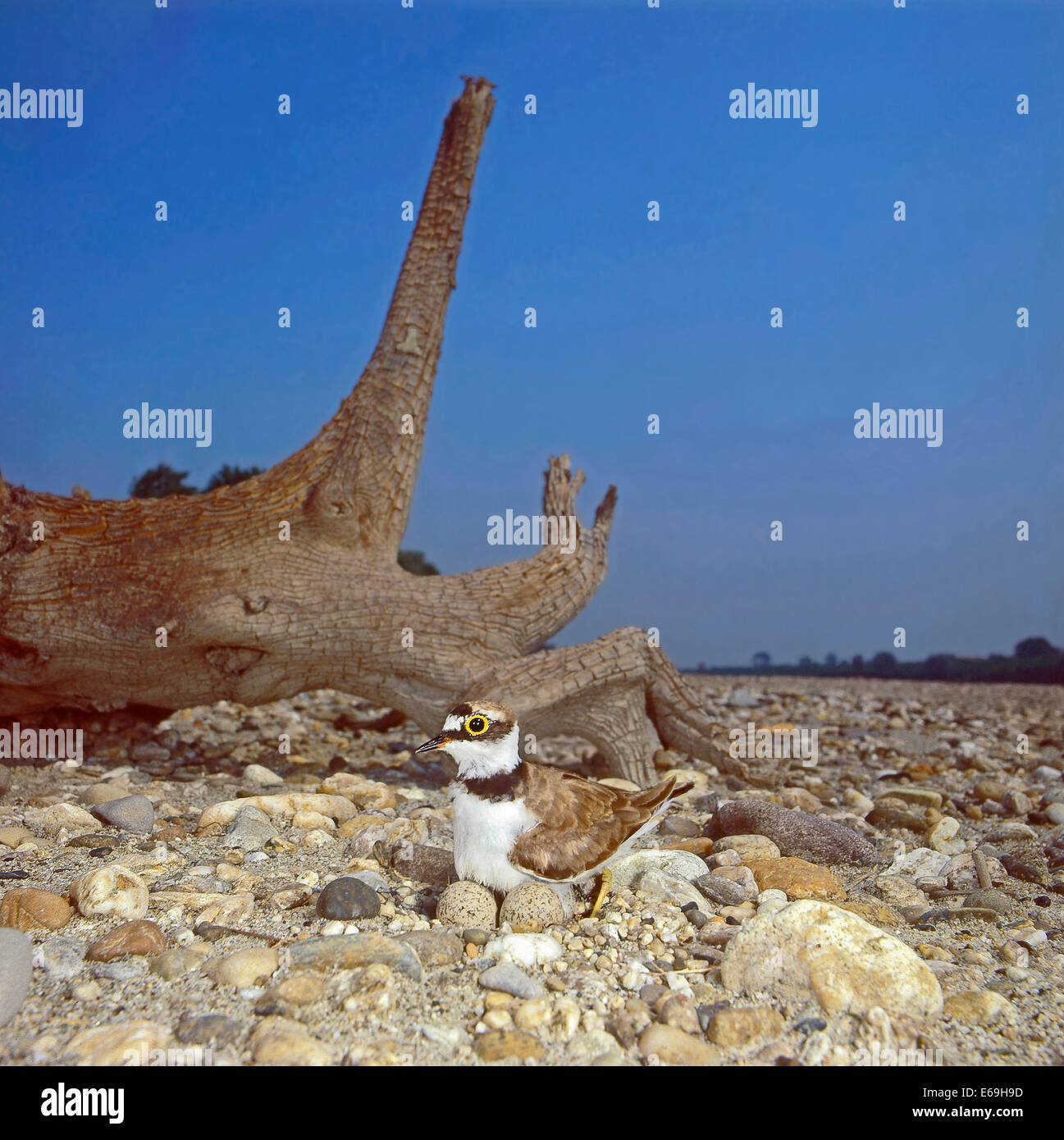 Flussregenpfeifer (Charadrius Dubius) beim Grübeln Eiern im Nest auf dem Kies, Eltern schützen die Eizellen von der Hitze-o Stockfoto