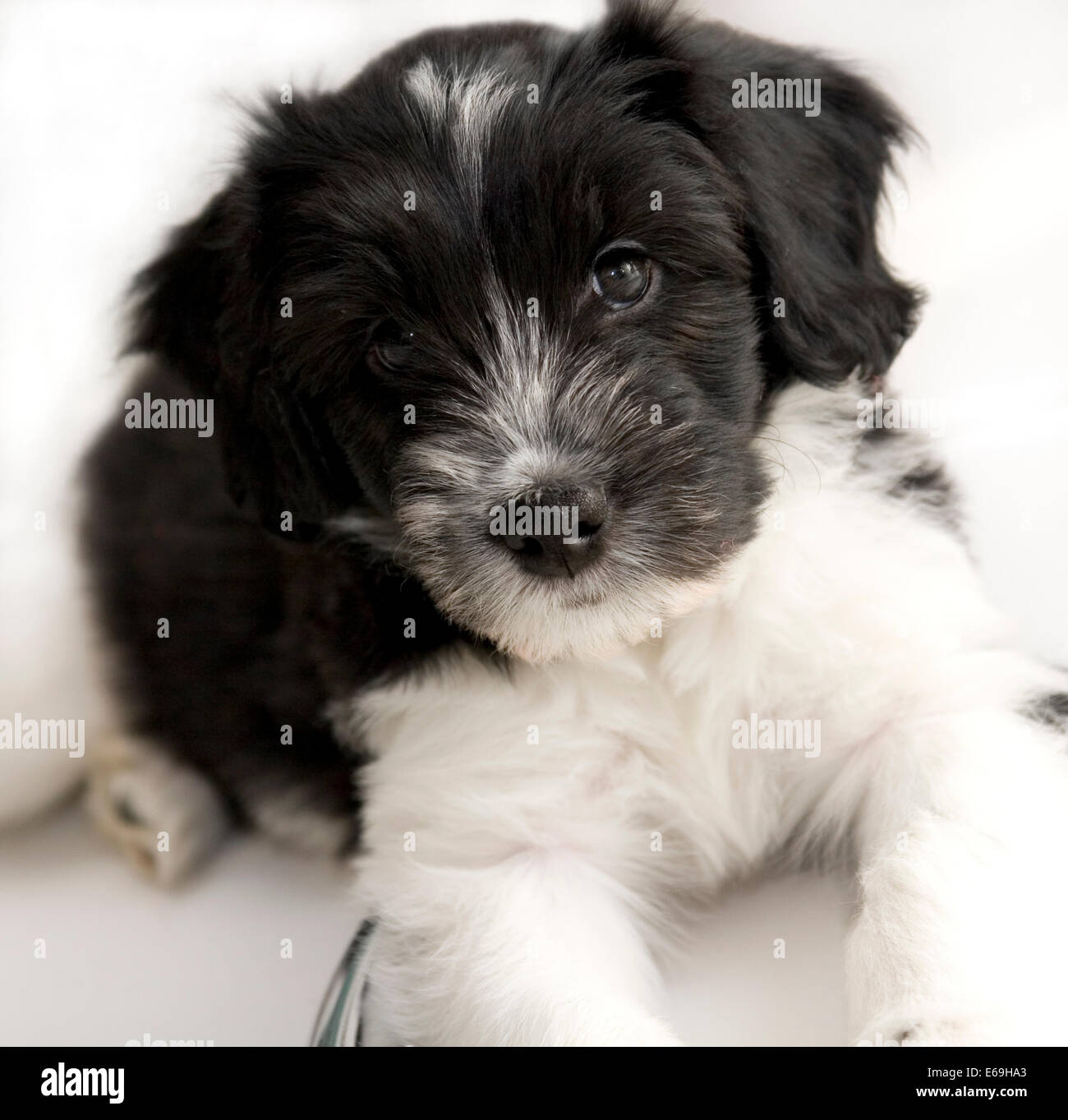 Hund, Schaf Pudel Stockfoto, Bild 72740587 Alamy