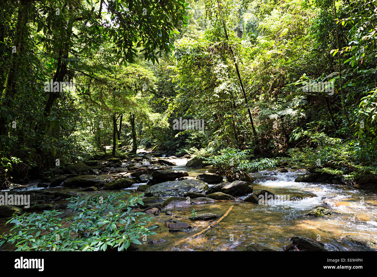 Fluss, Garten Eden, Mulu, Malaysia Stockfoto