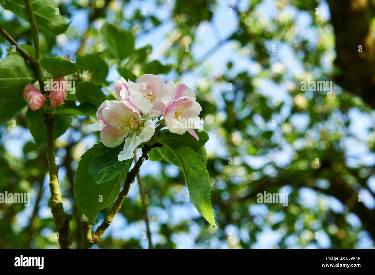 Sommergarten Apfelblüte Stockfoto