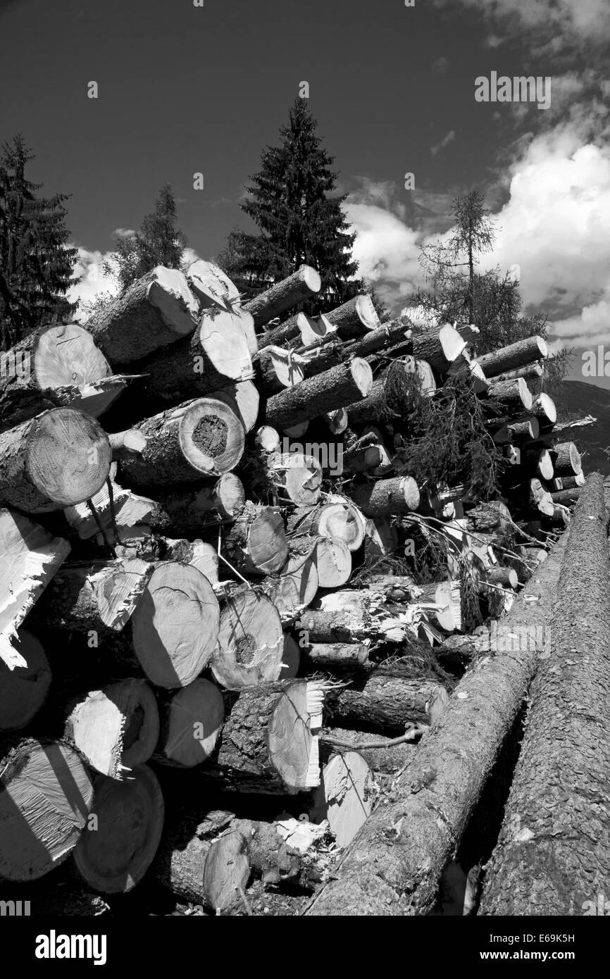 Frisch gefällte Bäume gestapelt von Seite der Bergstraße, Tessin, Schweiz. Stockfoto