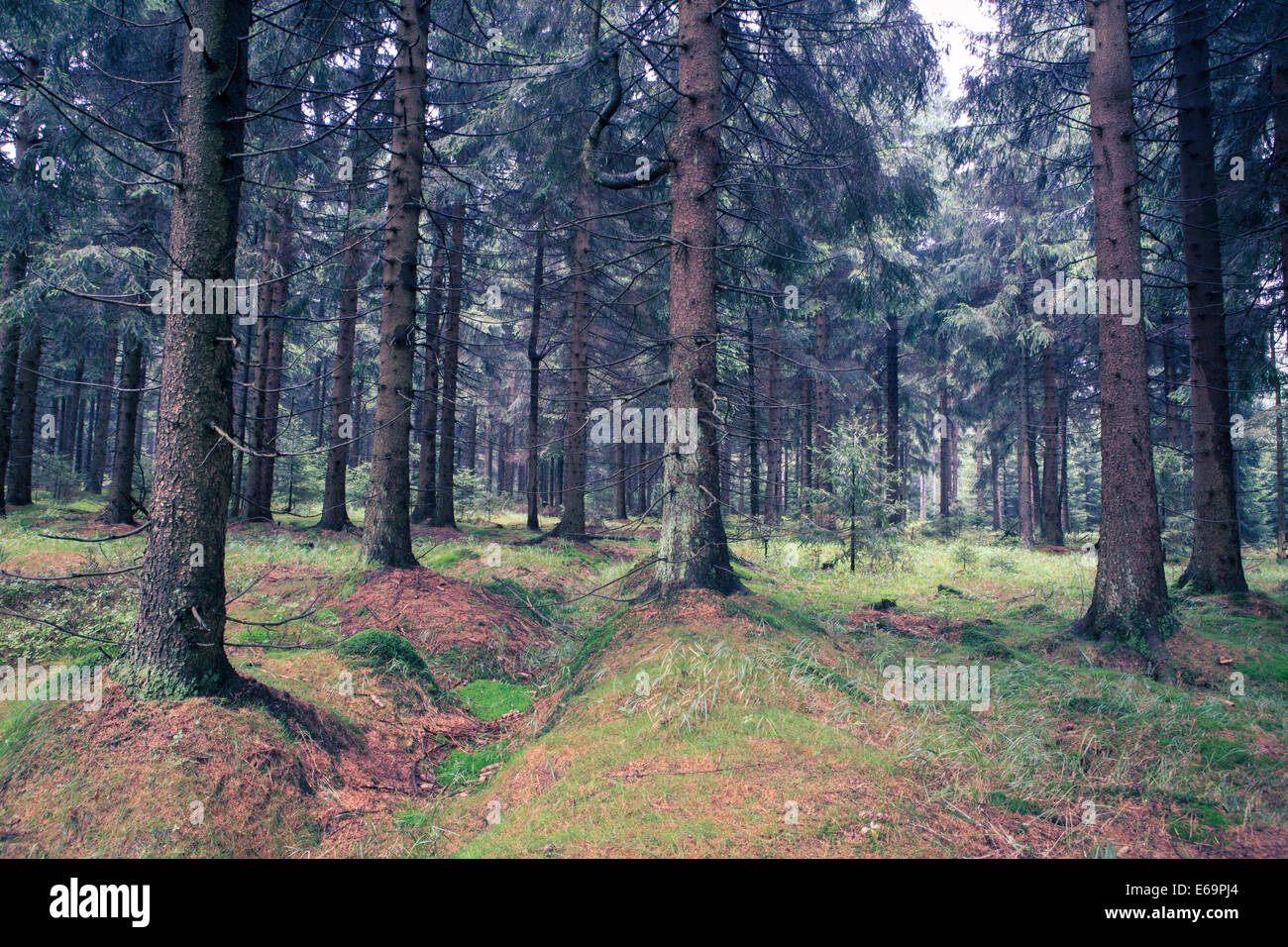neblig Thüringer Wald am Morgen Stockfoto