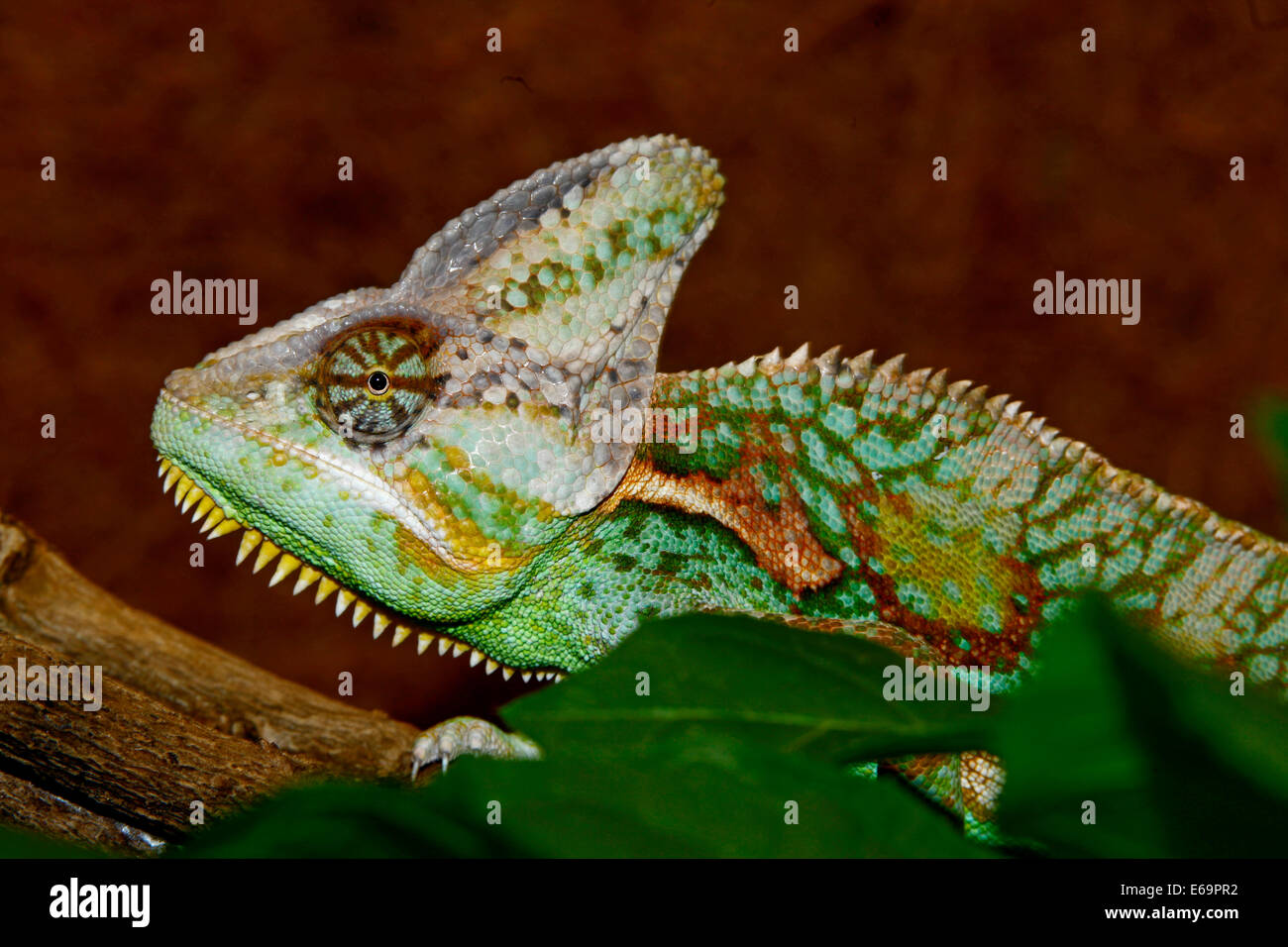 Verschleiert oder Jemen Chamäleon (Chamaeleon Calyptratus) Stockfoto