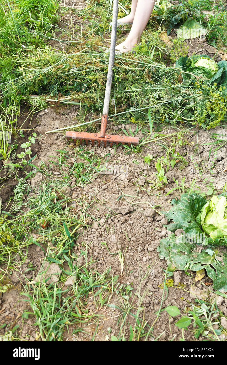 Rechen Grasschnitt von Rake in Garten im Sommer Stockfoto