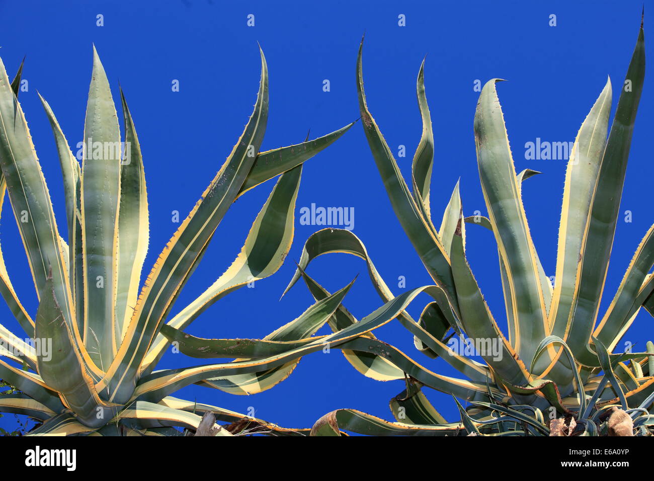 Die Agave ist eine malerische mediterrane Flora. Stockfoto