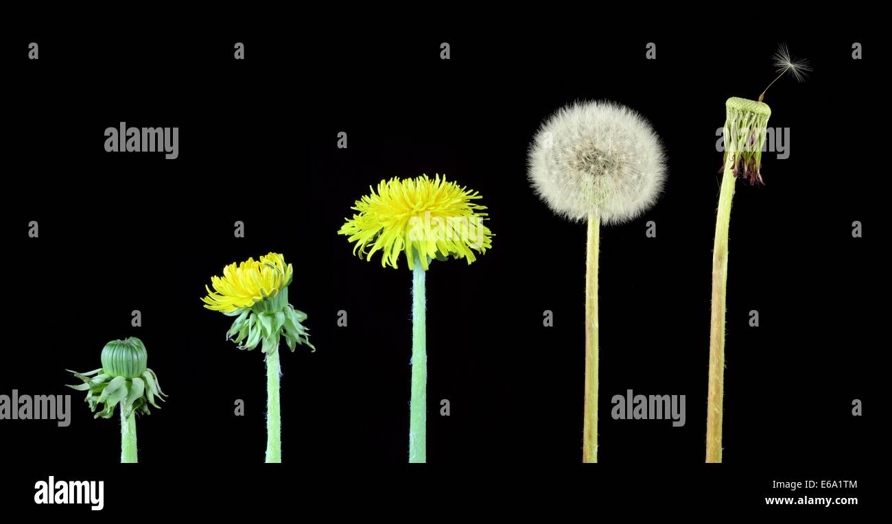 Bl tenstand L wenzahn Wachstum Und Entwicklung Stockfotografie Alamy