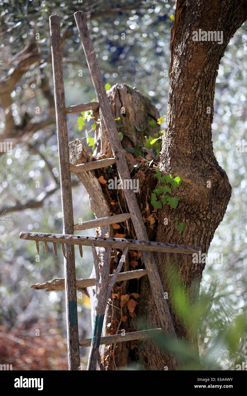 Handgemachte hölzerne Leiter in der Nähe eines Olivenbaums. Stockfoto