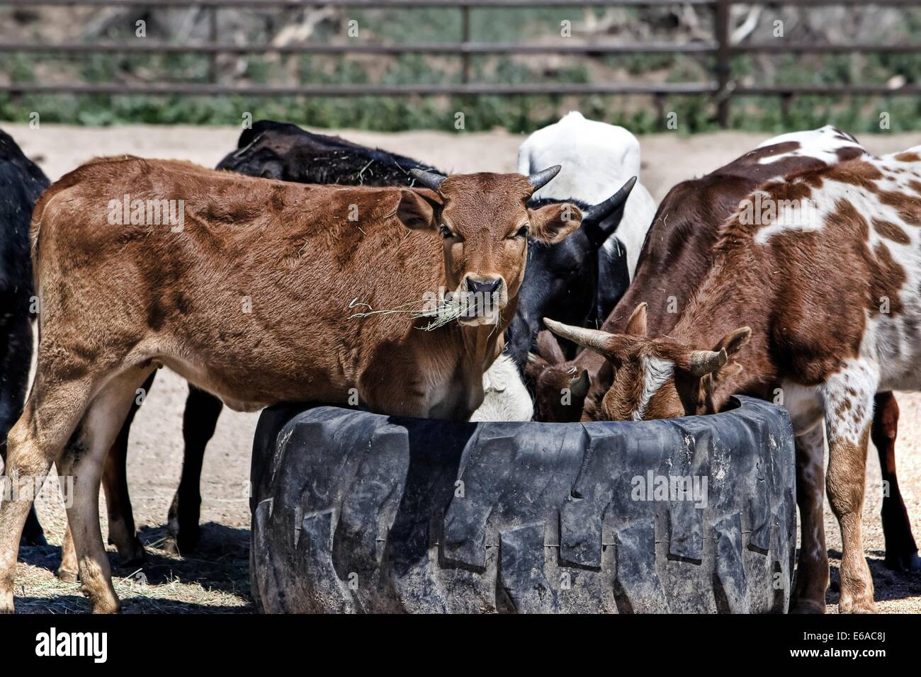 Kuh Kühe auf dem Bauernhof Tier Rindfleisch ländlichen Vieh Stockfoto