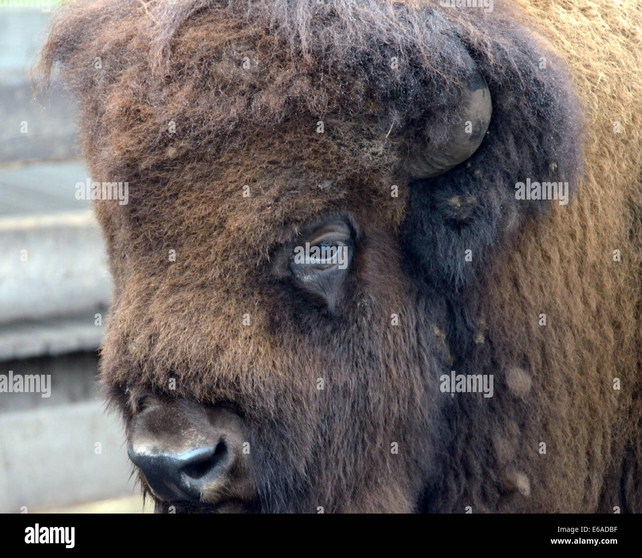 Amerikanische Bisons (Bison Bison), auch bekannt als der American Buffalo ist eine nordamerikanische Art von Bisons, die einst umherstreiften Stockfoto