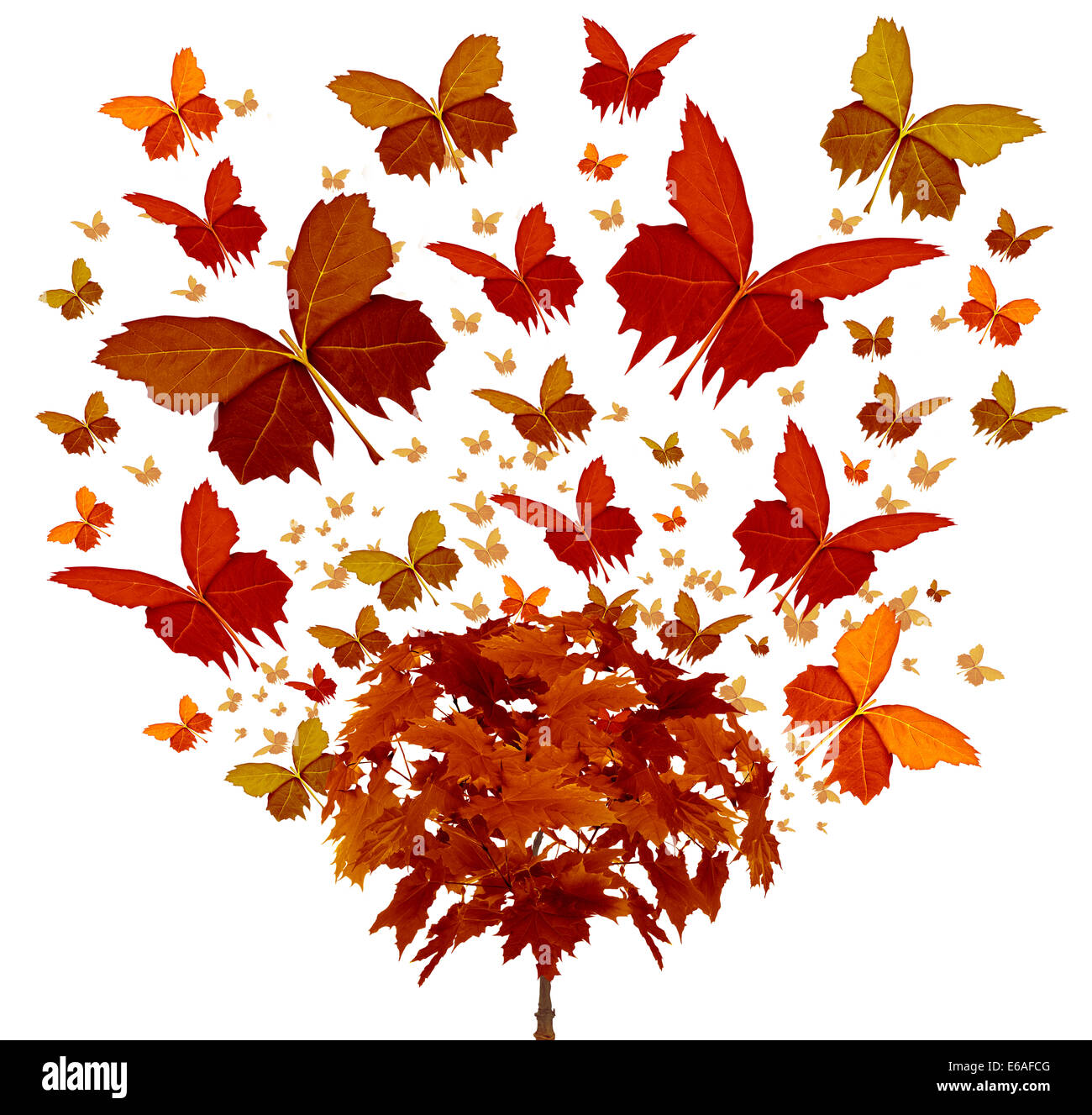 Herbst Baum-Konzept mit magischen orange und gelbe saisonale Blätter fliegen in den Wind verwandeln der Form eines offenen Flügel Schmetterling als Symbol der Herbst Feier und kreative Freiheit. Stockfoto