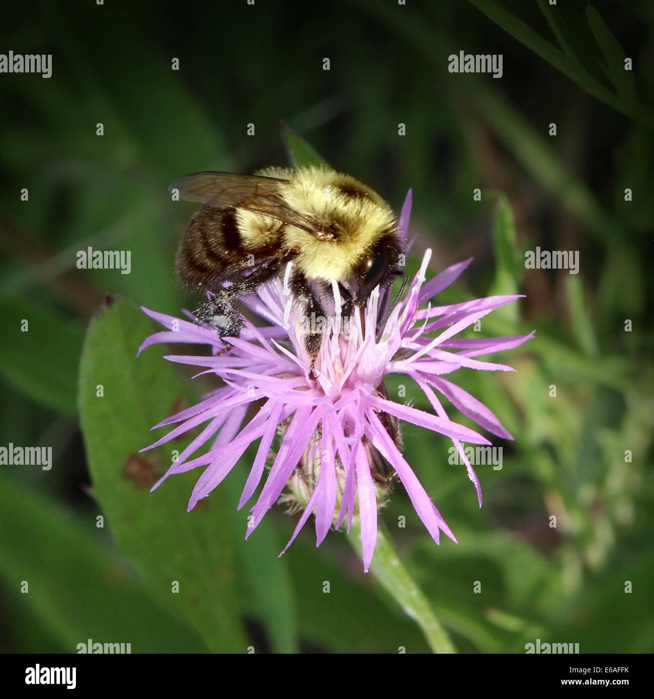 Biene auf einer Blüte ernten Blütennektar machen Honig in den Bienenstock zurückzubringen, während der Düngung Pflanzen als Symbol der Zweck Stockfoto