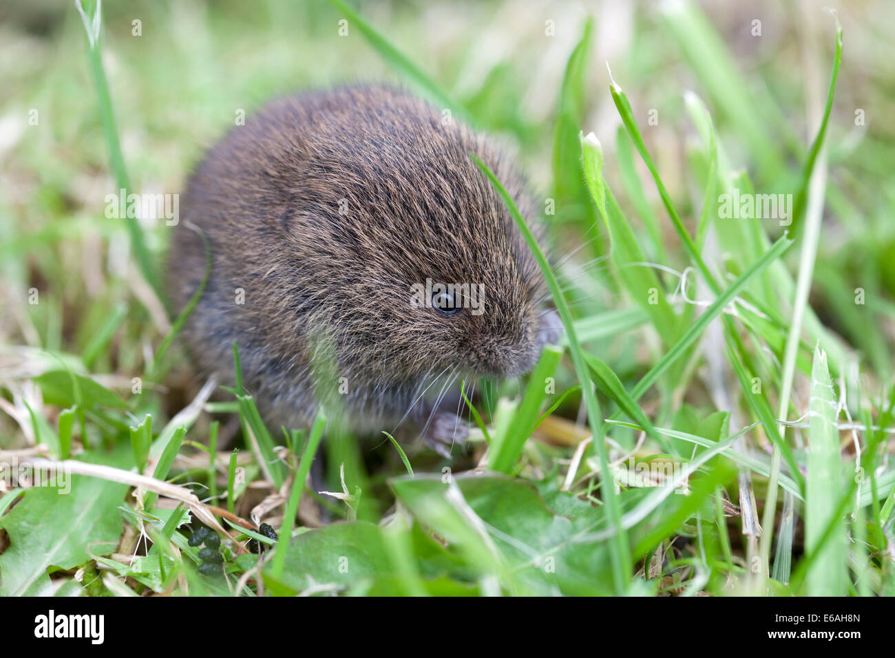 Junge Feld Wühlmaus Microtus Agrestis Fütterung auf Grass Stiele UK Stockfoto