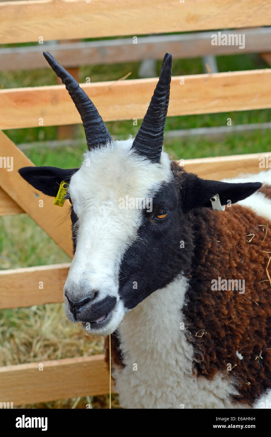 Jacobs-Schafe in einen Stift an einem county show Stockfoto
