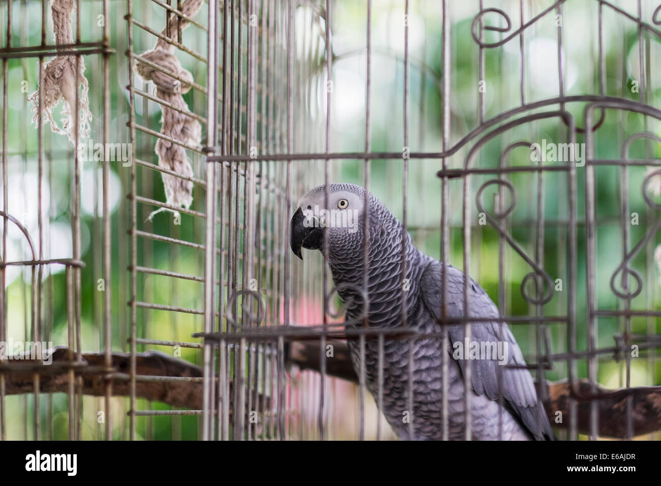 Ein Haustier afrikanischen grau Papageien weiblich, Psittacus Erithacus, genießt die Natur aus ihrem Käfig Terrasse an einem Frühlingstag. Stockfoto
