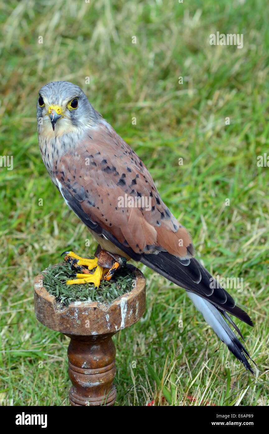 Turmfalke auf seine Barsch / Schlafplatz Stockfoto