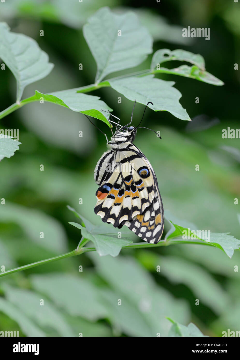 Gemeinsamen Kalk Schmetterling: Papilio Demoleus. Stockfoto