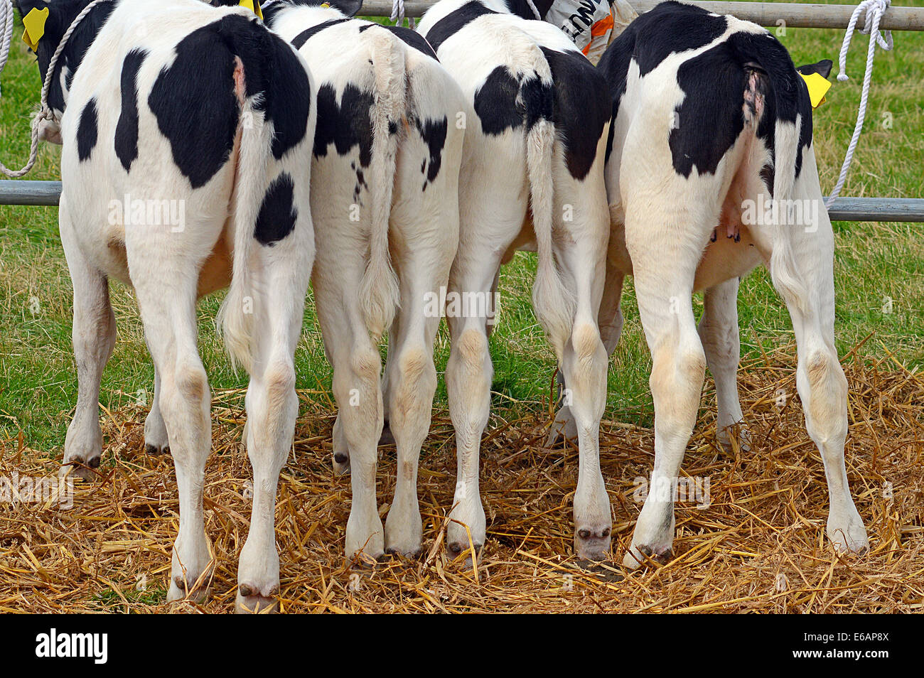 4 Kuh Kälber mit einer Schiene verbunden Stockfoto