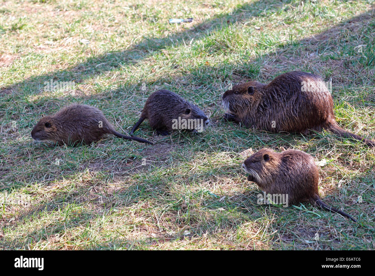 Halle-Bieber Stockfoto