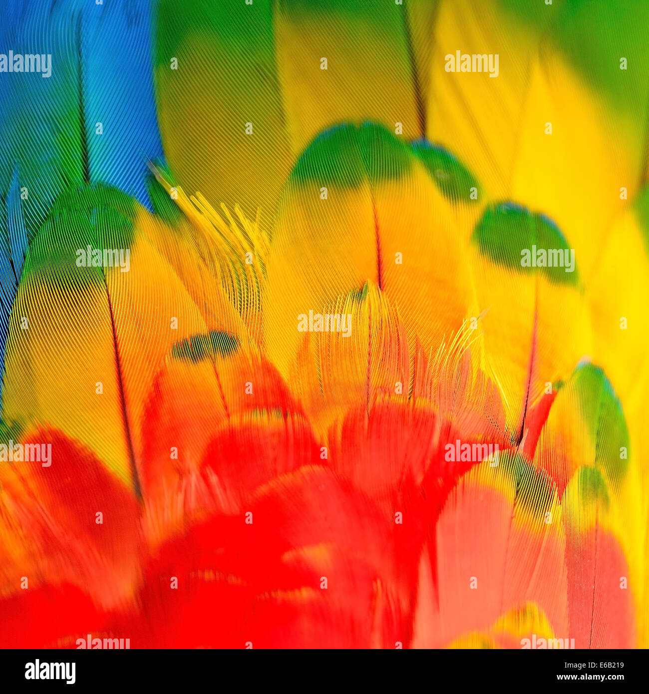 Scarlet Macaw Federn, bunte Hintergrundtextur Stockfoto