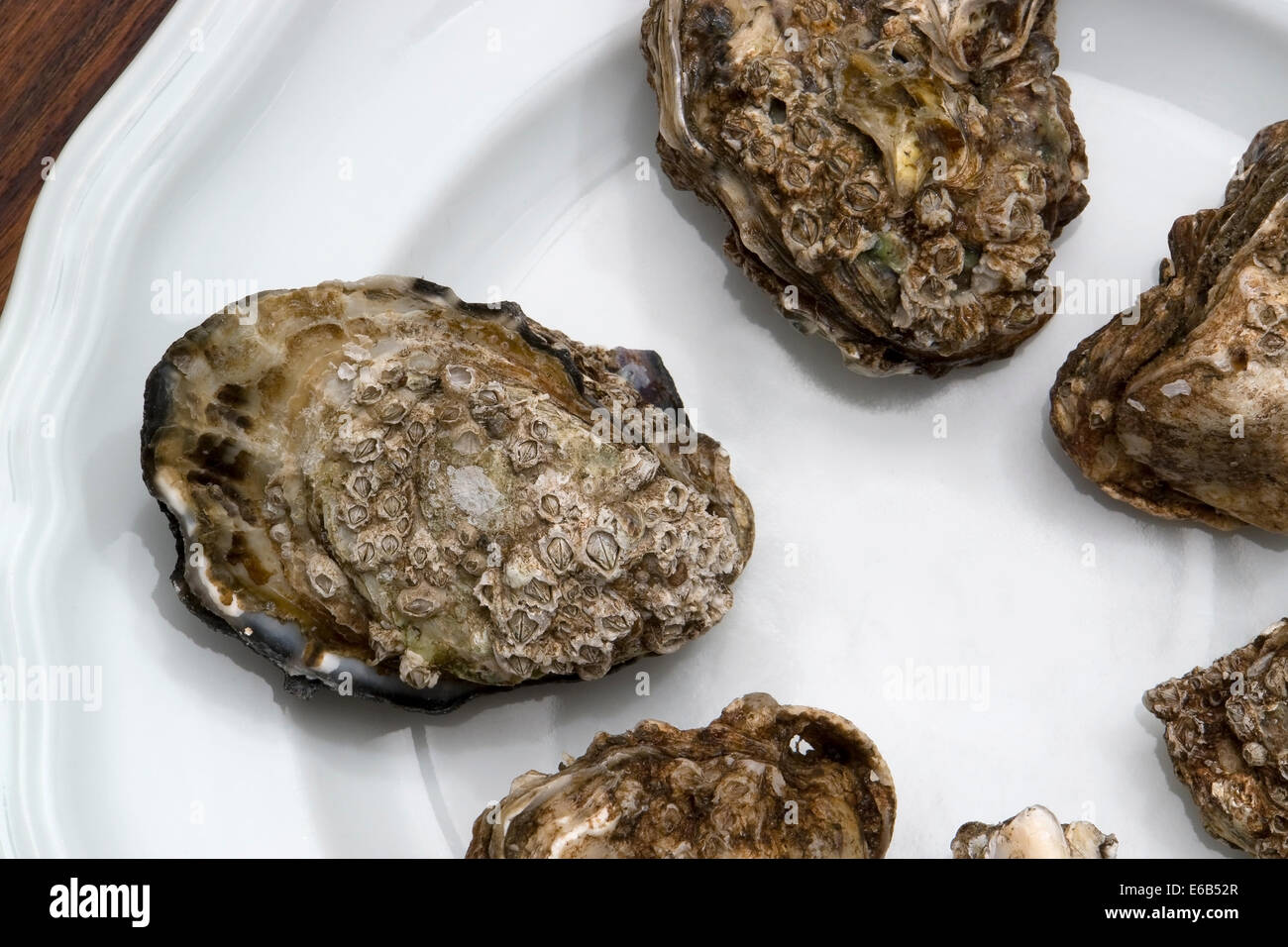 einige Austern auf einem weißen Teller im Holz zurück, von oben gesehen Stockfoto
