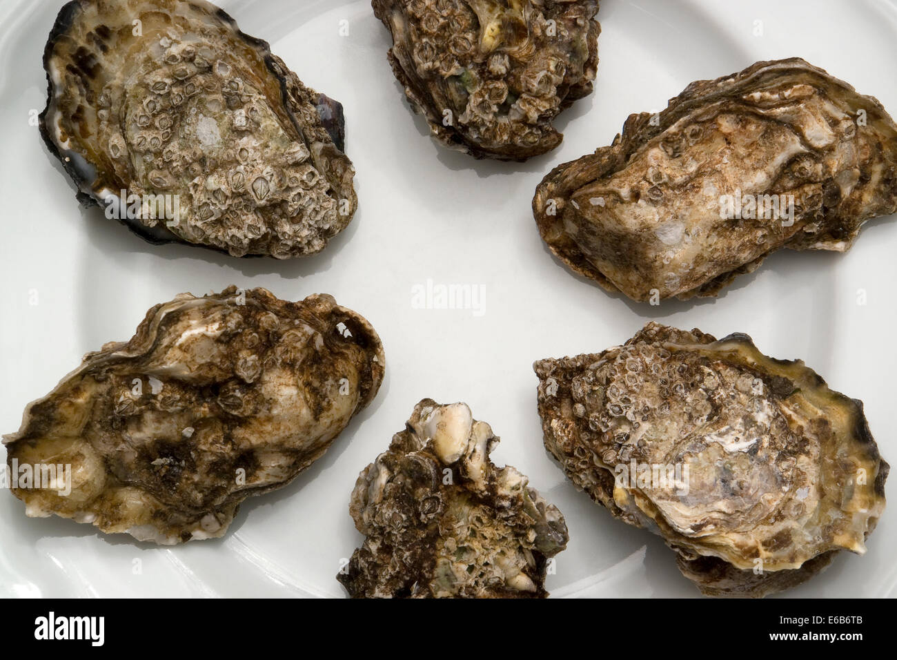 einige Austern auf einem weißen Teller, von oben gesehen Stockfoto