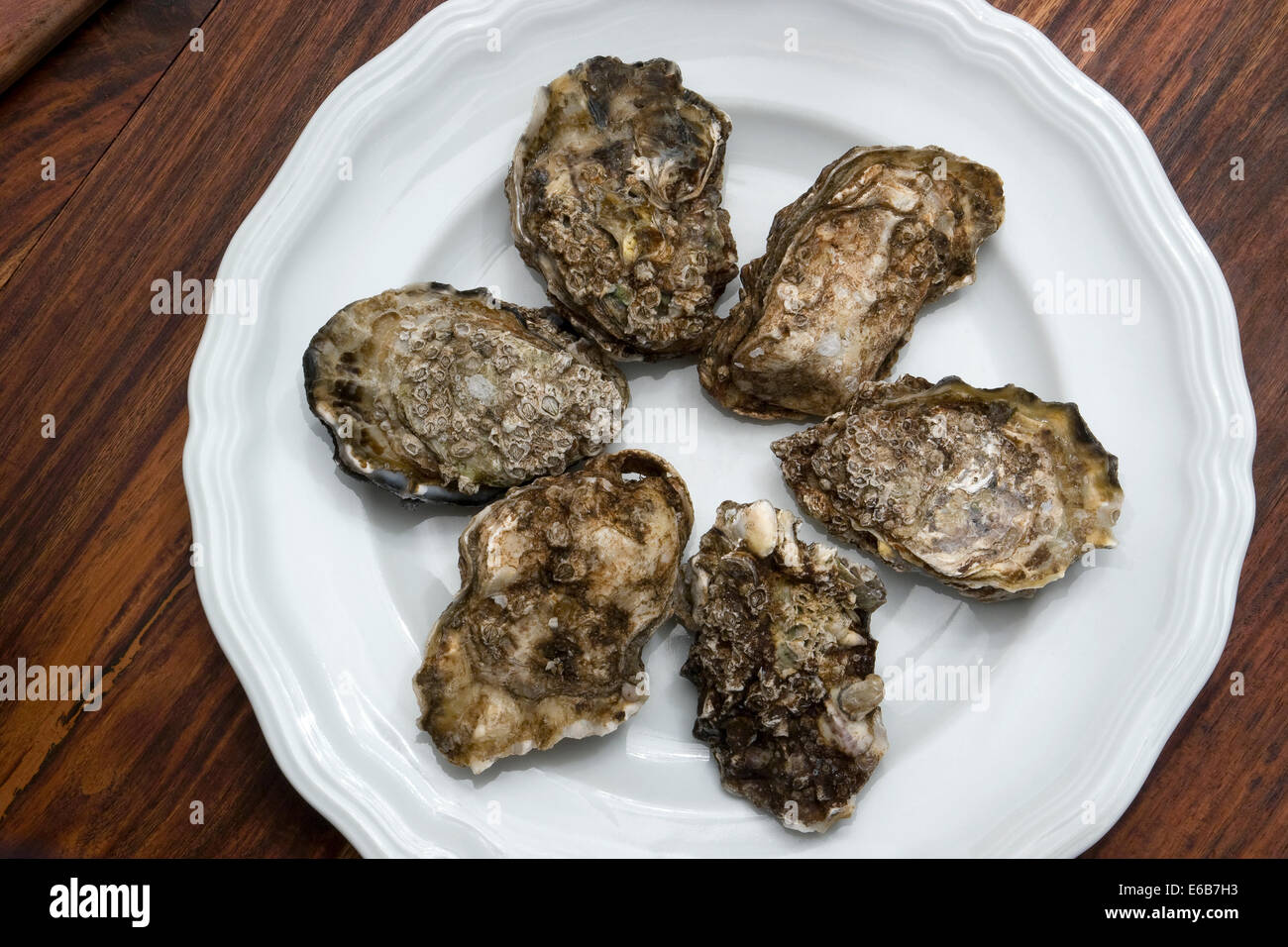 einige Austern auf einem weißen Teller im Holz zurück, von oben gesehen Stockfoto