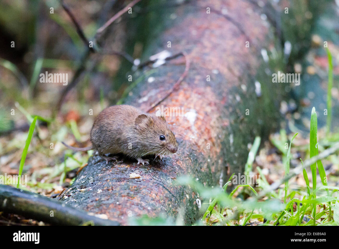 Rötelmaus (Myodes Glareolus) Schottland, Großbritannien Stockfoto