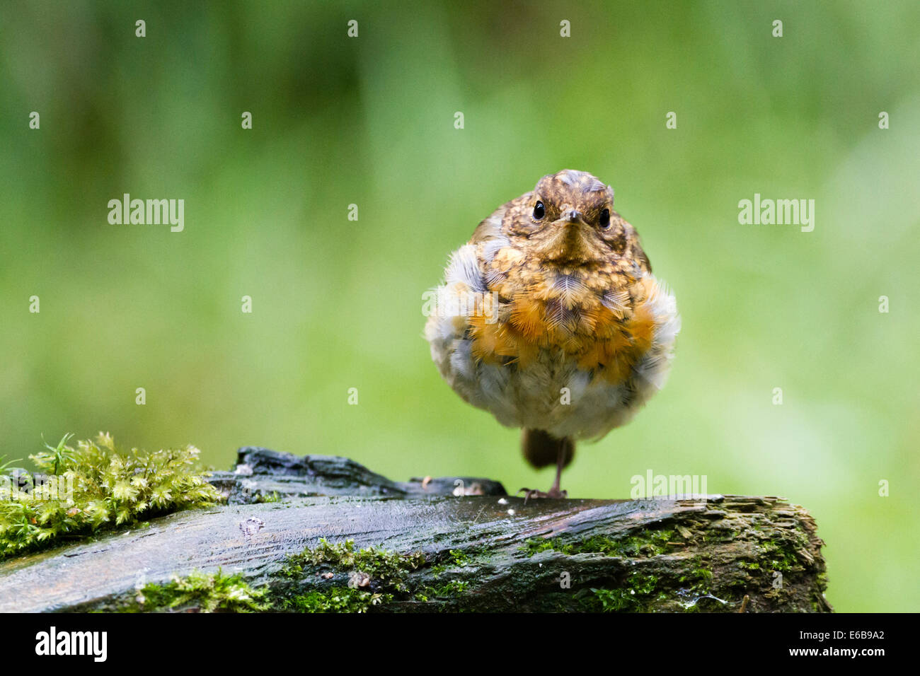 Juvenile Robin (Erithacus Rubecula) in Regen, Schottland, Großbritannien Stockfoto