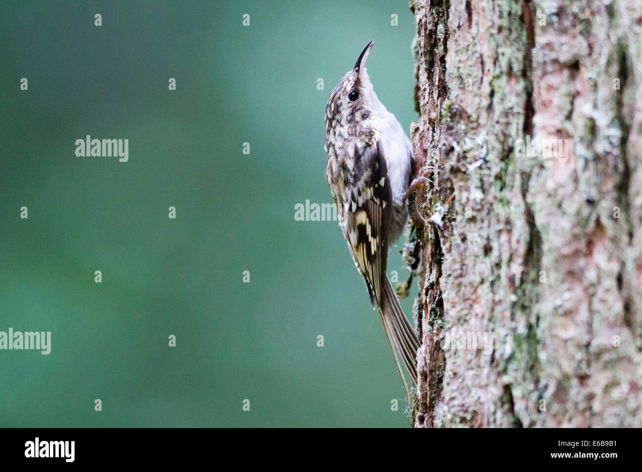 Waldbaumläufer (Certhia Familiaris) Schottland, Großbritannien Stockfoto
