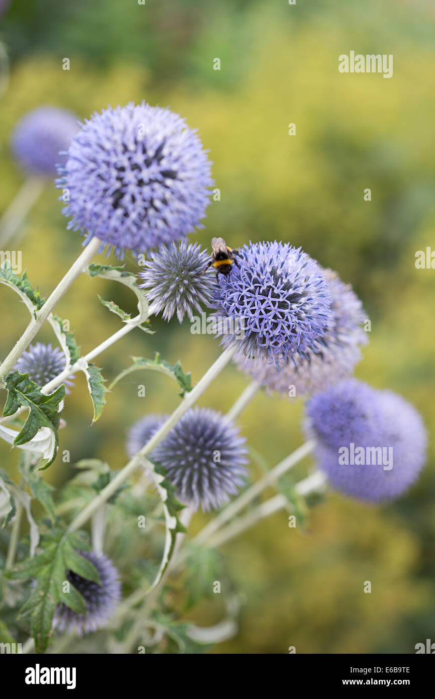 Blühende Welt Disteln (Echinops Ritro) Stockfoto