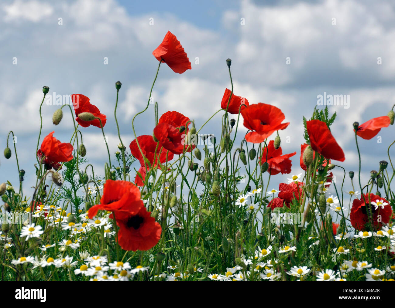Wilder Mohn und Gänseblümchen auf Wiese mit blauen Wolkenhimmel Stockfoto