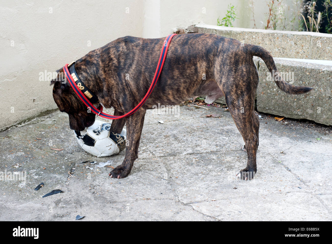 männliche Staffordshire Bull Terrier Hund nutzt seine kräftigen Kiefer, ein Fußballspiel zu zerstören Stockfoto