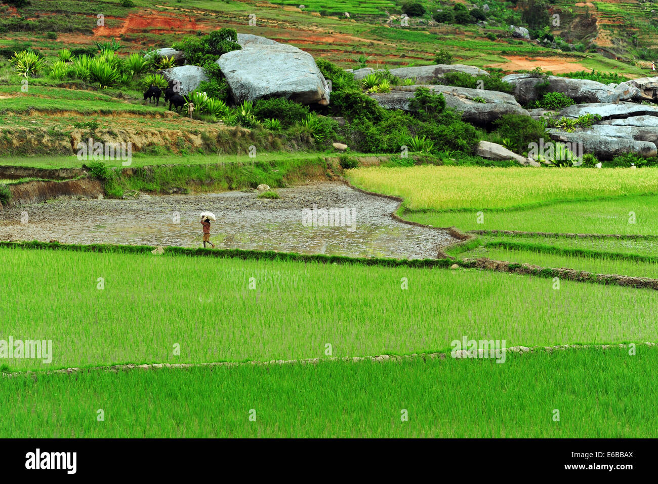 Madagaskar, im Landesinneren, Beschäftigte im grünen Reisfeldern. Stockfoto