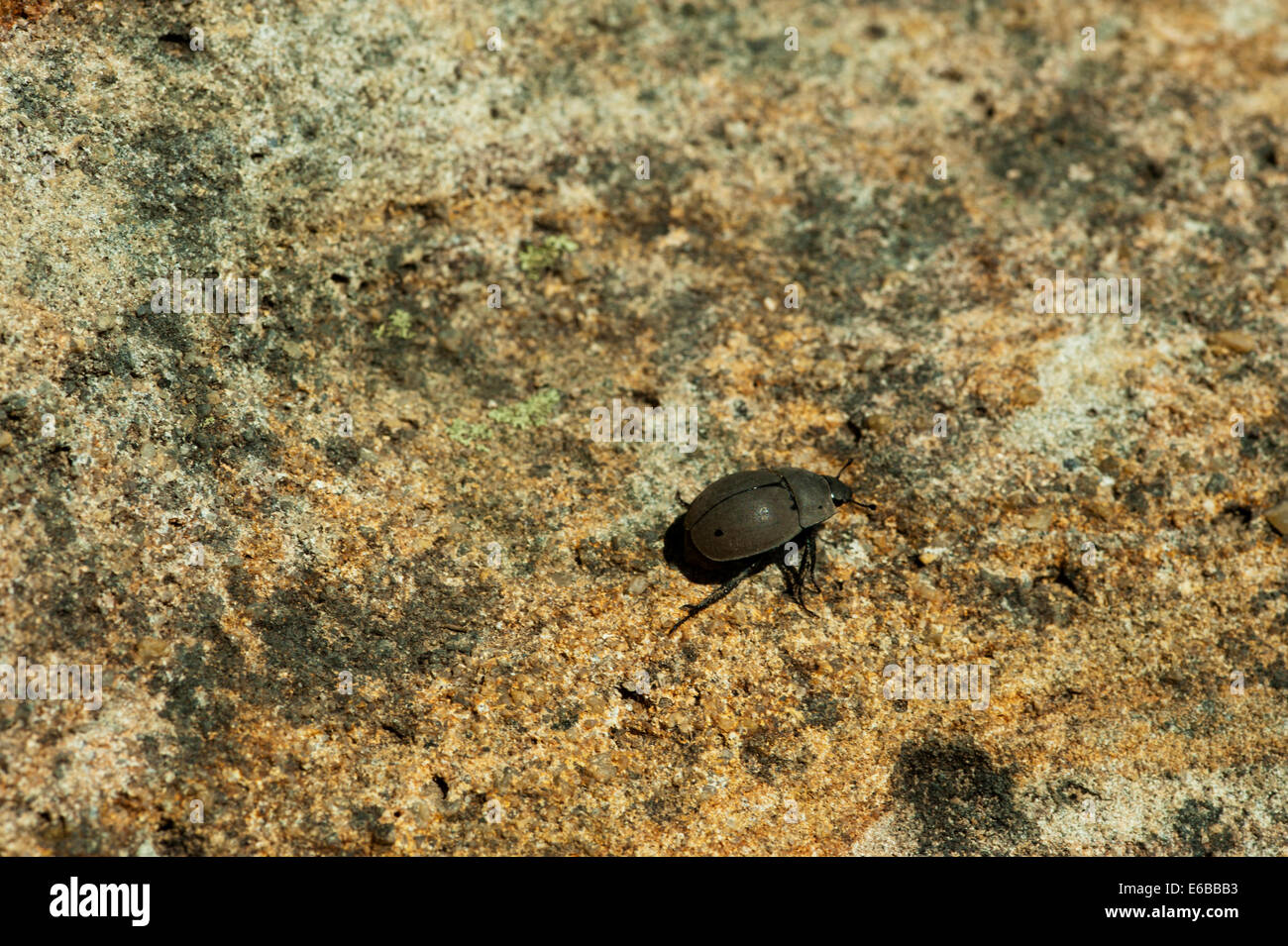 Madagaskar, Nationalpark Isalo, kleines Schild Bug (Acanthosomatidae) auf Felsformation. Stockfoto