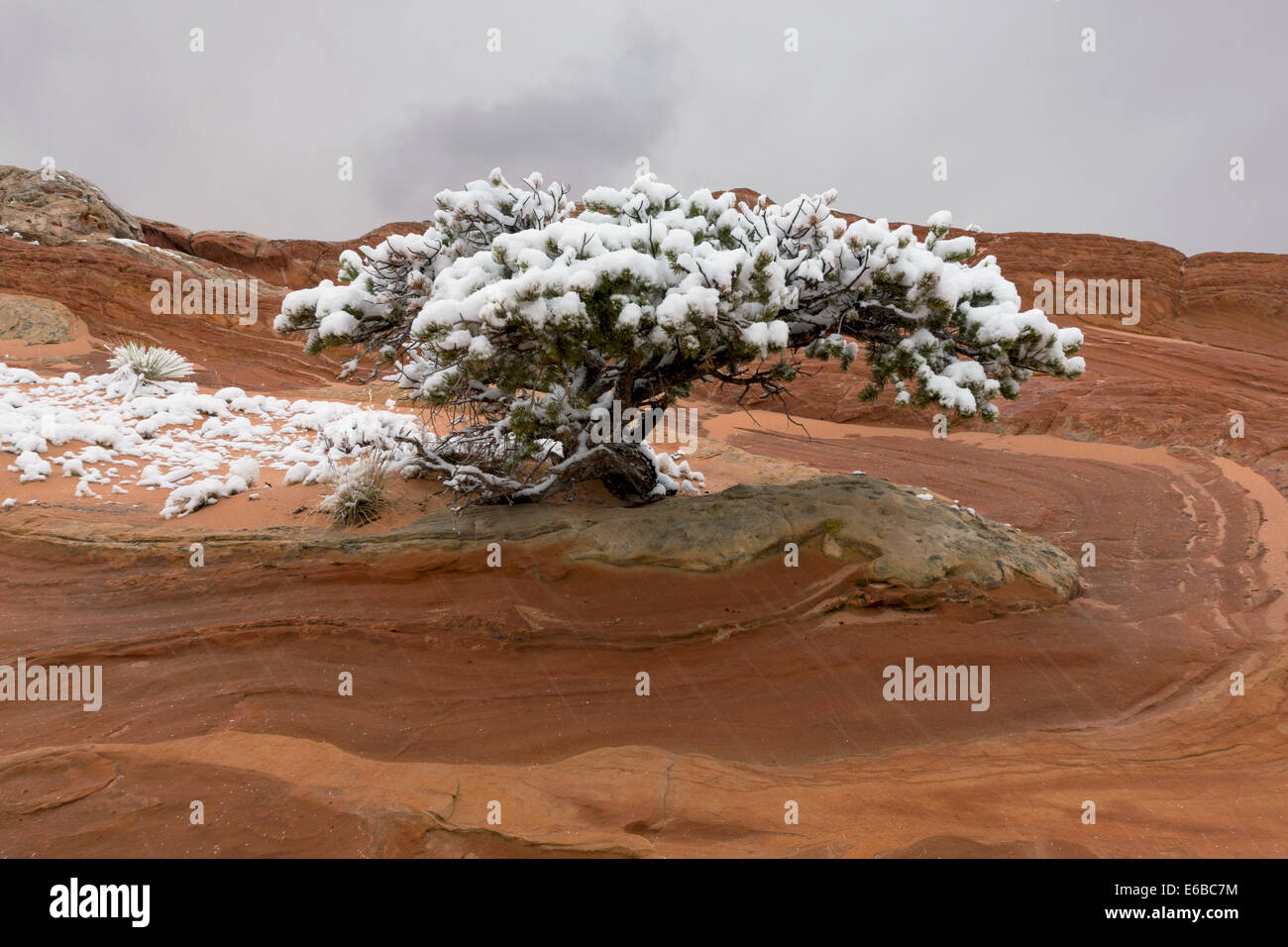 Schneesturm Beschichtung Pinyon-Kiefer, White Pocket, Vermillion Cliffs National Monument, Paria Plateau, Arizona, USA Stockfoto