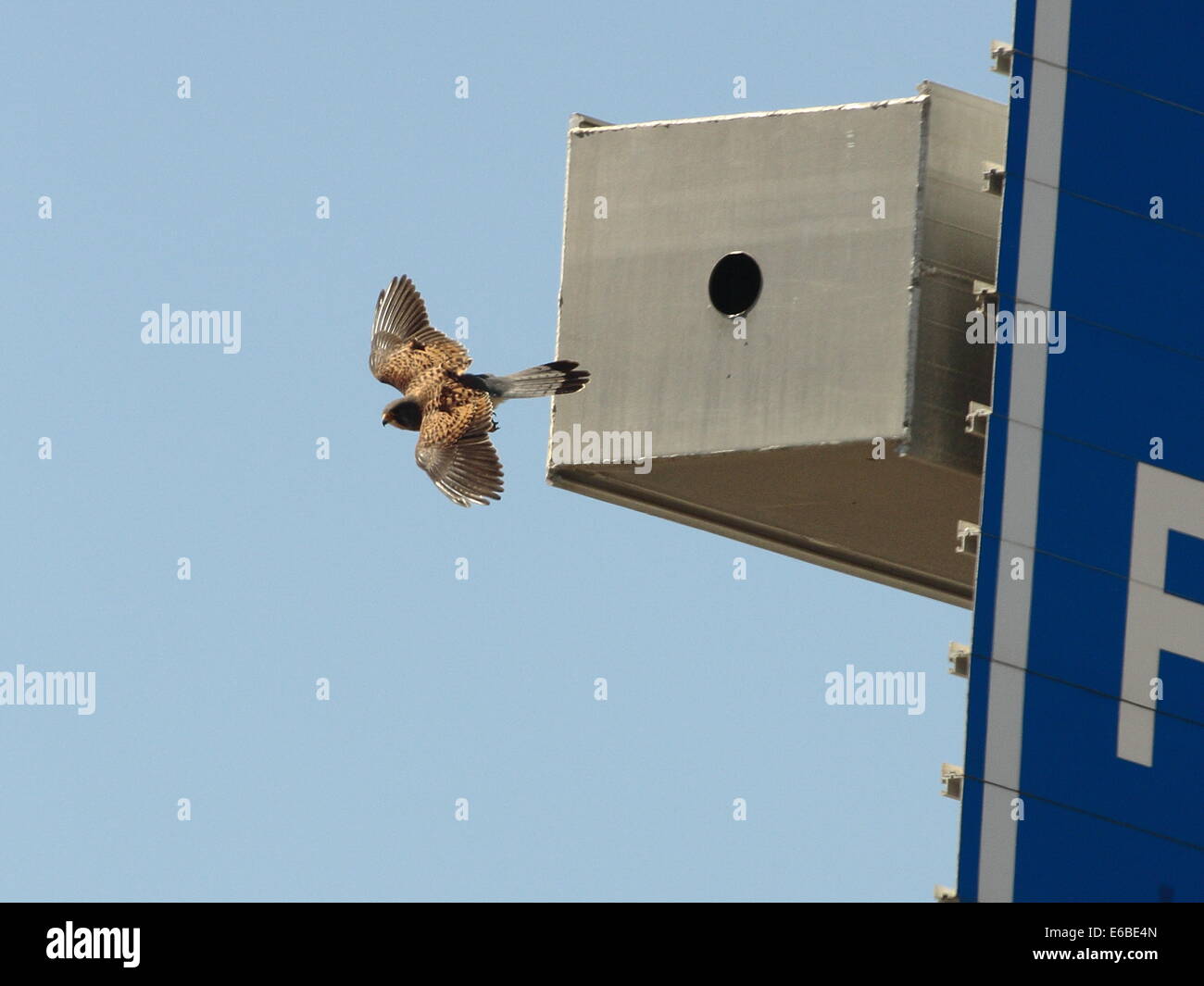 Ein Turmfalken verlassen ihr Nest in der Säulenhalle der ein Overhead Autobahn Zeichen gebildet. Stockfoto