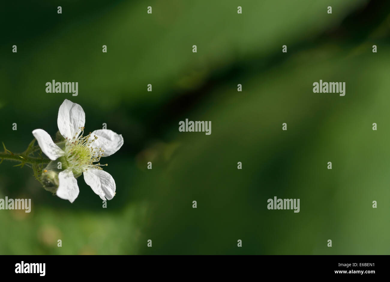 BlackBerry (Brombeere) Blume. Aufnahme in Blackwater Valley, Berkshire, UK Stockfoto