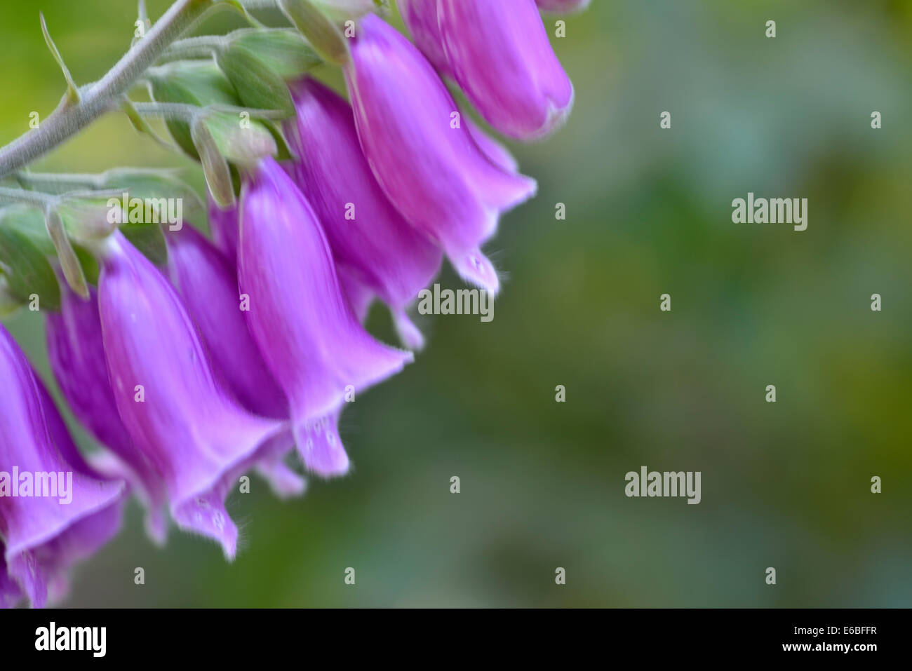 Fingerhut Blumen. Aufnahme in Blackwater Valley, Berkshire, UK Stockfoto