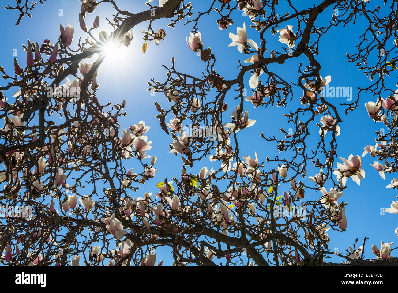 Wunderschöne Magnolien blühen. Stockfoto