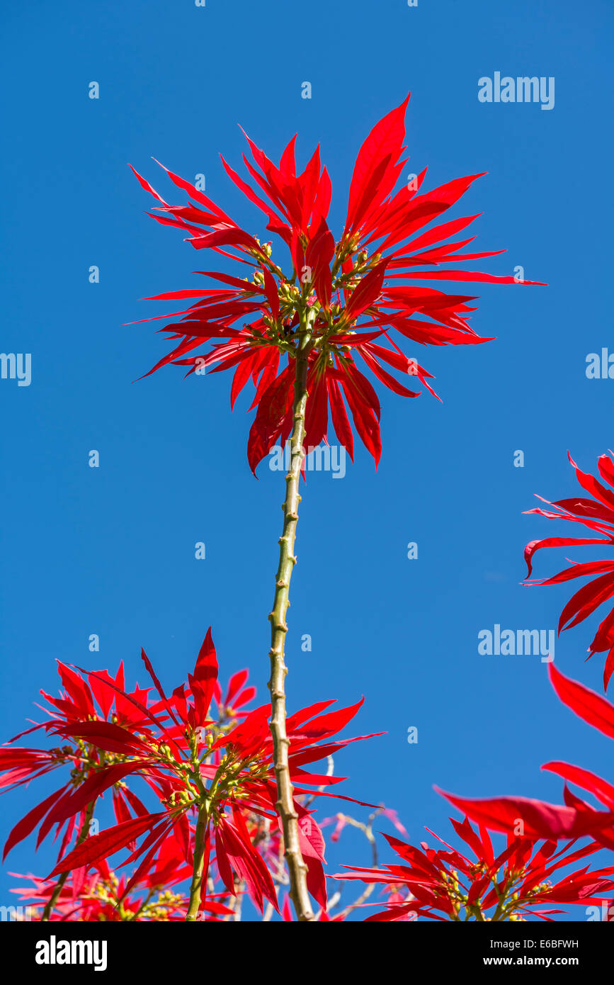 Blauer weihnachtsstern -Fotos und -Bildmaterial in hoher Auflsung  Alamy