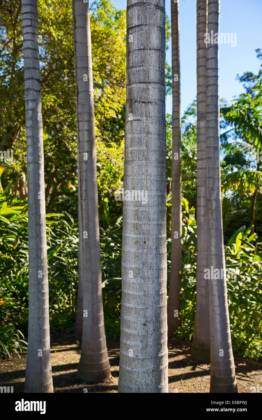 Der König Palme, Archontophoenix Cunninghamiana Baumstamm. Stockfoto