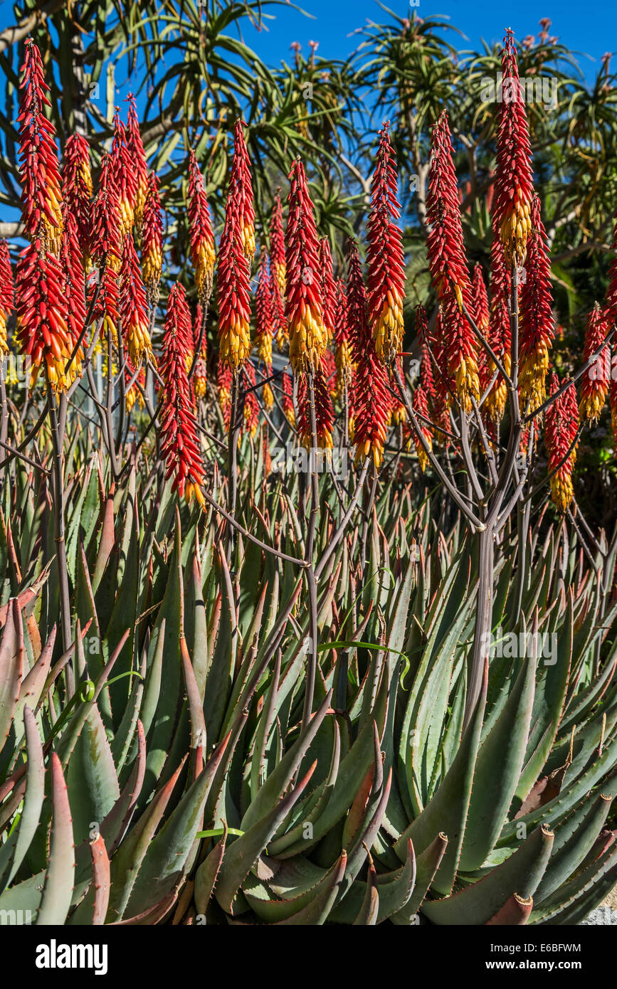 Aloe-Pflanze hautnah mit leuchtend roten Blüten. Stockfoto