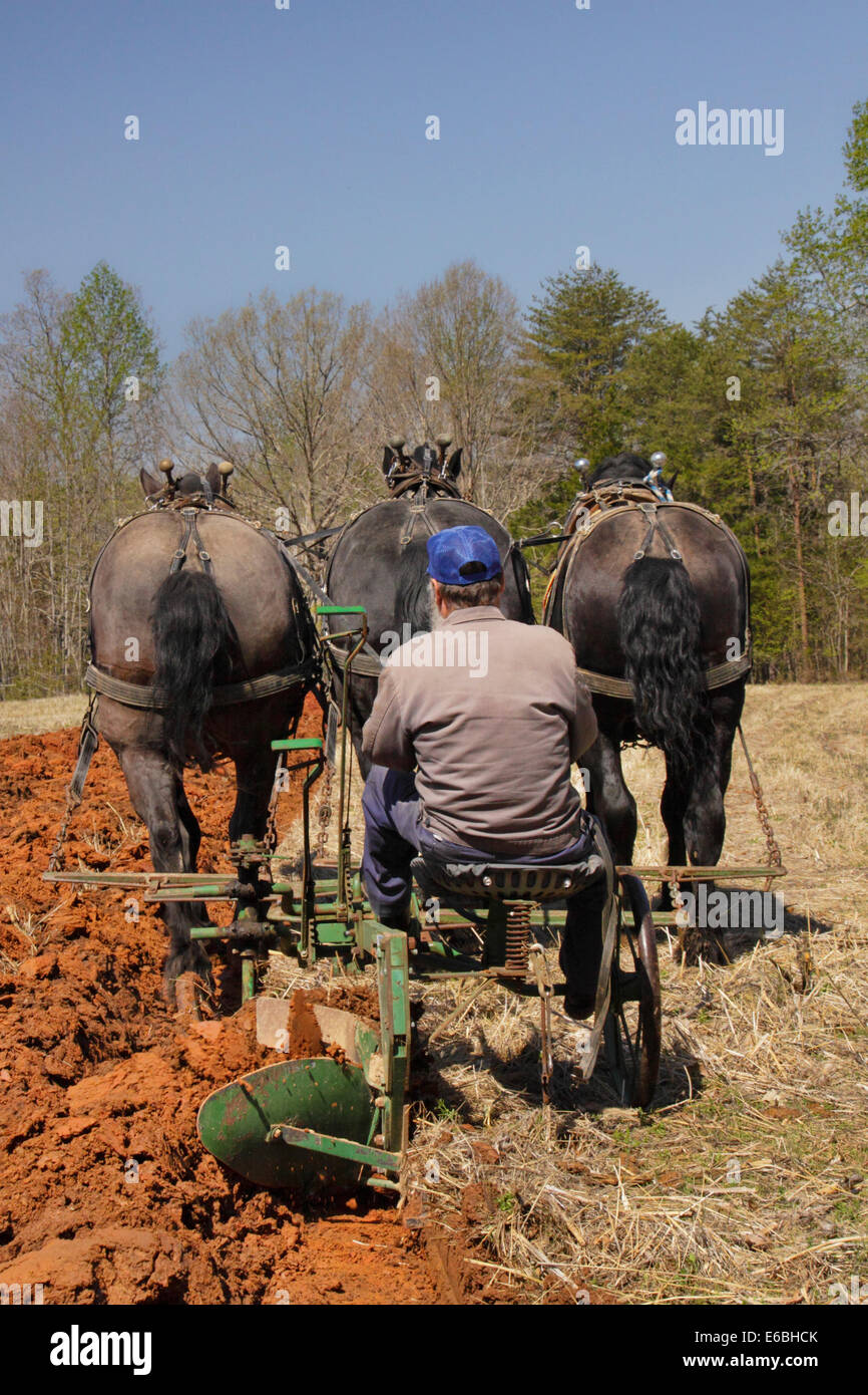 Percheron Pferdegespann Pflügen, Bud Whitten Pflug Tag, VDHMA, Dillwyn, Virginia, USA Stockfoto