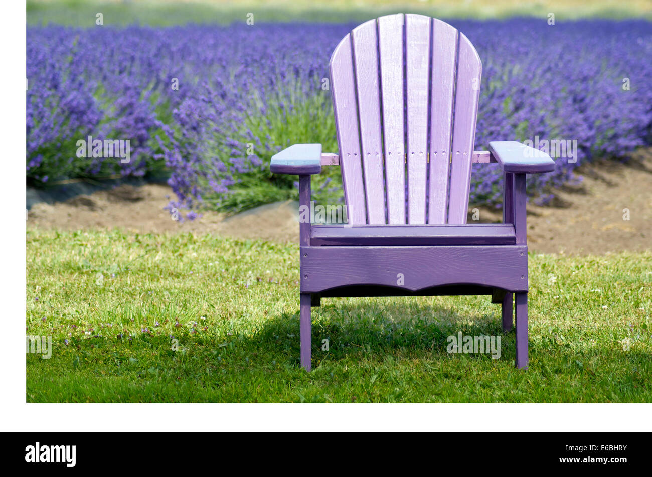 Lavendel Adirondack Stuhl vor Lavendelfeld. Stockfoto