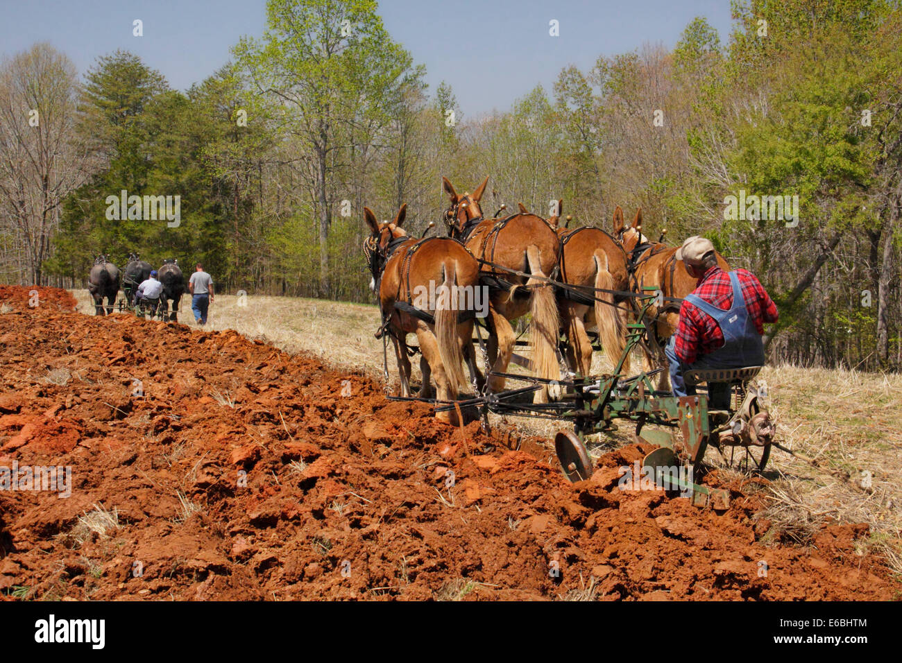 Maultiere und Percheron Pferde Pflügen, Bud Whitten Pflug Tag, VDHMA, Dillwyn, Virginia, USA Stockfoto