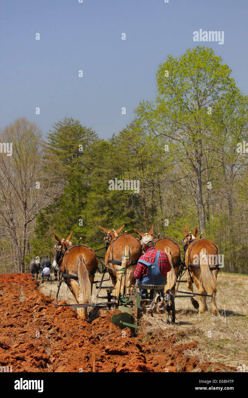 Maultiere und Percheron Pferde Pflügen, Bud Whitten Pflug Tag, VDHMA, Dillwyn, Virginia, USA Stockfoto