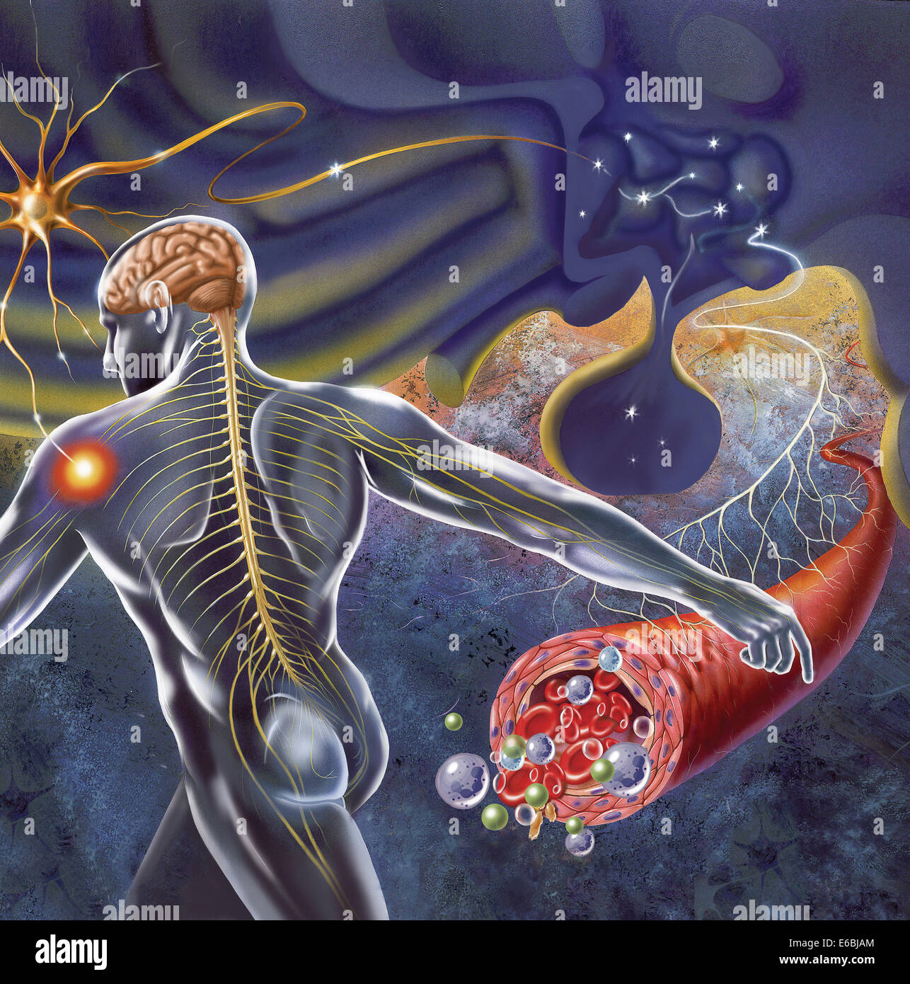 Schematische Darstellung der Hypothalamus Nervenimpulse aus dem Körper empfangen und senden von Nachrichten an die zirkulierenden und nervösen System. Stockfoto