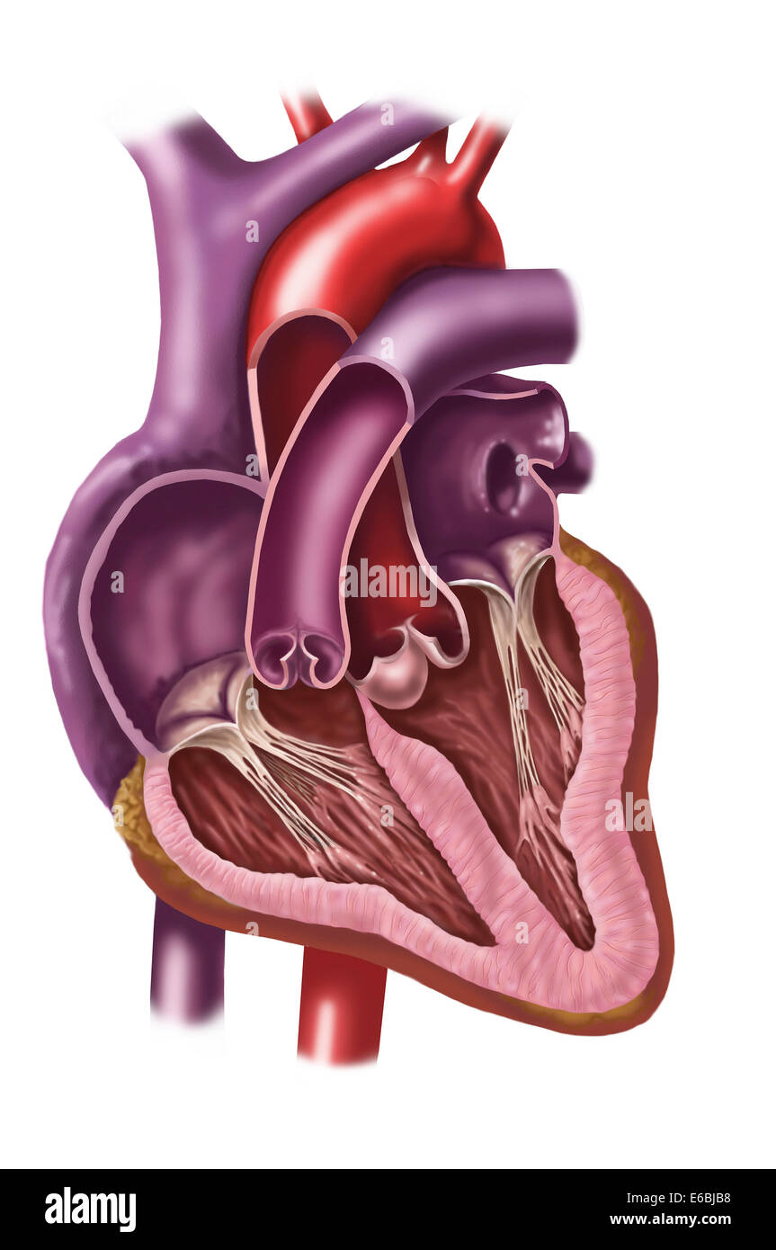 Innenraum des menschlichen Herzens zeigen Vorhöfe und Herzkammern. Stockfoto