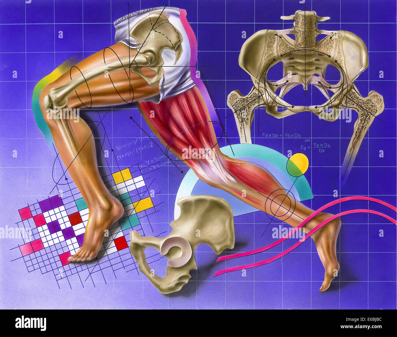 Schaltplan, Hüfte und Bein Bewegung zeigen. Stockfoto