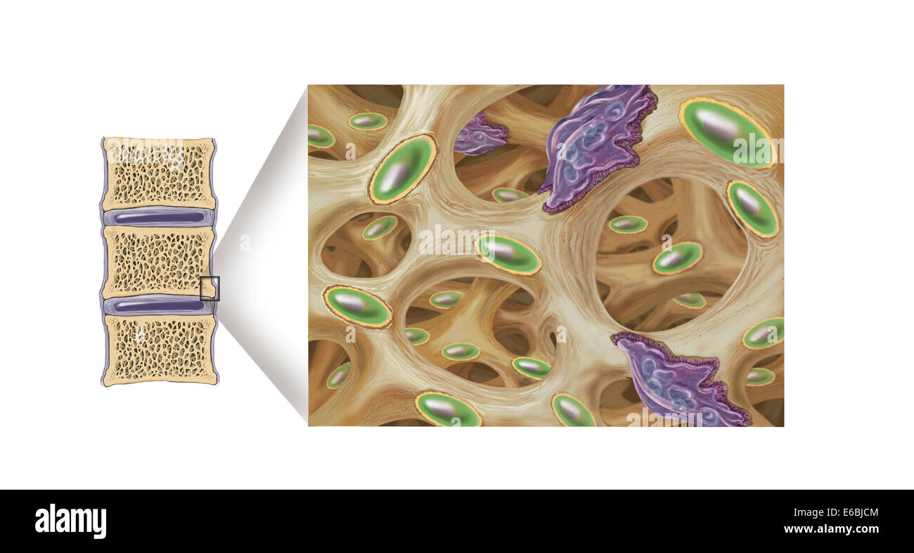 Osteoblasten Aufbau gesunden Knochen. Stockfoto